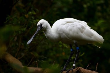Siyah yüzlü Spoonbill (Platalea minor) Taipei Tayvan 'da hayvanat bahçesinde suyun içinde duruyor 
