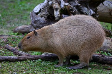 Taipei Tayvan 'daki Taipei hayvanat bahçesindeki en büyük fare, Capybara, Hydrochoerus hydrochaeris.