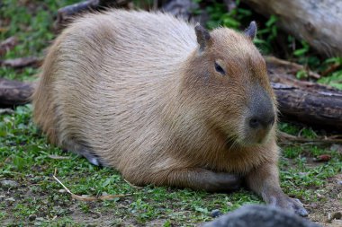 Taipei Tayvan 'daki Taipei hayvanat bahçesindeki en büyük fare, Capybara, Hydrochoerus hydrochaeris.