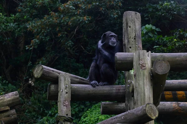 Cimpanzeii Comuni Troglodiți Pan Familia Maimuțelor Grădina Zoologică Din Taipei — Fotografie, imagine de stoc