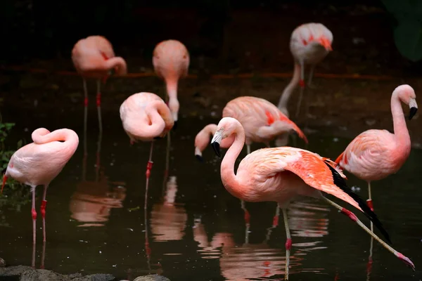 台北市の動物園でのフラミンゴ フェノコッカスのバラ — ストック写真