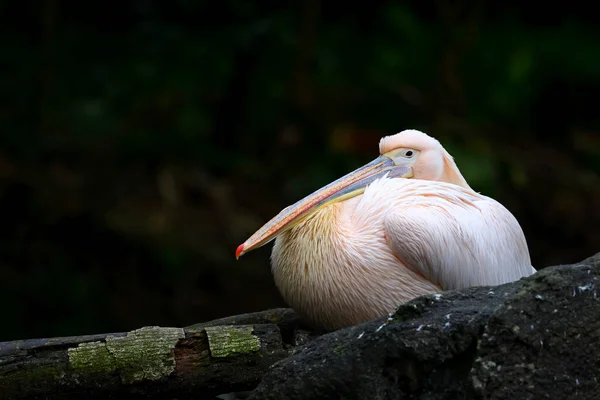 台北動物園の白いペリカン 台湾の動物園 — ストック写真