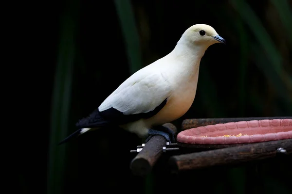 Pied Pigeon Impérial Perché Sur Arbre Zoo Taipei Taiwan — Photo