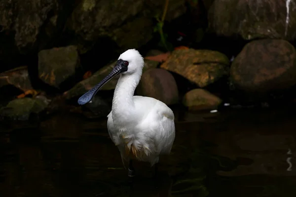 台北動物園の水面に立つ黒い顔のスプーンビル プラタリアマイナー — ストック写真