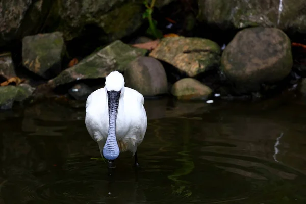 Spoonbill Face Noire Platalea Minor Debout Dans Eau Zoo Taipei — Photo