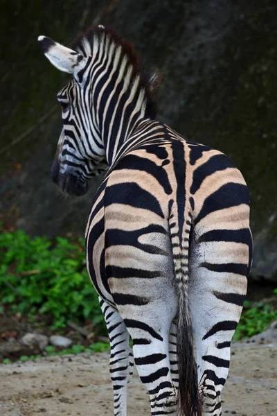 Полосатые Зебры Тайбэйском Зоопарке Тайваня — стоковое фото