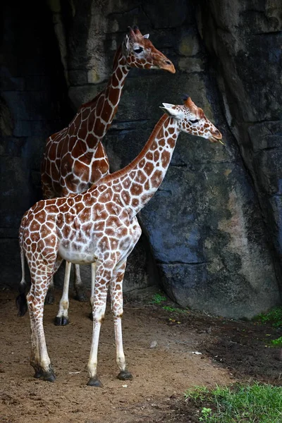 Girafa Bonita Jardim Zoológico Taipei Taipei Taiwan — Fotografia de Stock