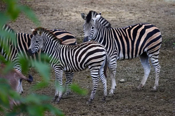 Zebry Paski Zoo Taipei Tajwanie — Zdjęcie stockowe