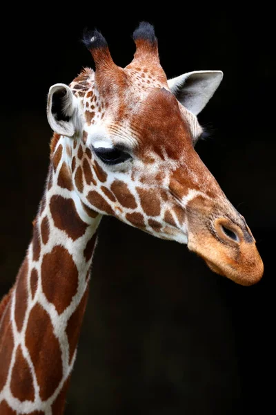 Piękna Żyrafa Tajpej Zoo Tajpej Tajwan — Zdjęcie stockowe