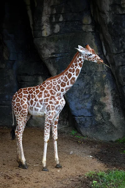 Bella Giraffa Allo Zoo Taipei Taipei Taiwan — Foto Stock