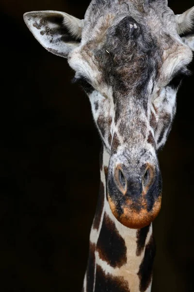 Girafa Bonita Jardim Zoológico Taipei Taipei Taiwan — Fotografia de Stock