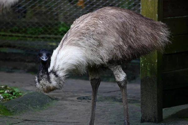 Retrato Emu Dromaius Novaehollandiae Zoológico Taipei Taiwan — Fotografia de Stock