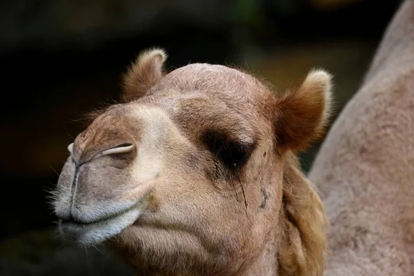 Foto Close Camelo Zoológico Taipei Taipei Taiwan — Fotografia de Stock