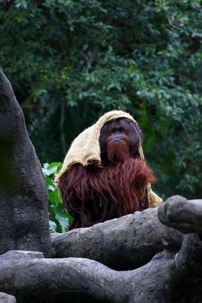 Орангутан Тропических Джунглей Тайбэйском Зоопарке Тайбэя — стоковое фото