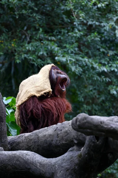 Орангутан Тропических Джунглей Тайбэйском Зоопарке Тайбэя — стоковое фото