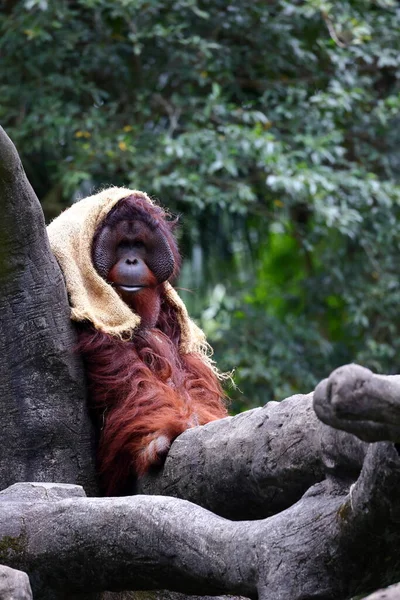 Orangutan Dari Hutan Tropis Kebun Binatang Taipei Taiwan — Stok Foto