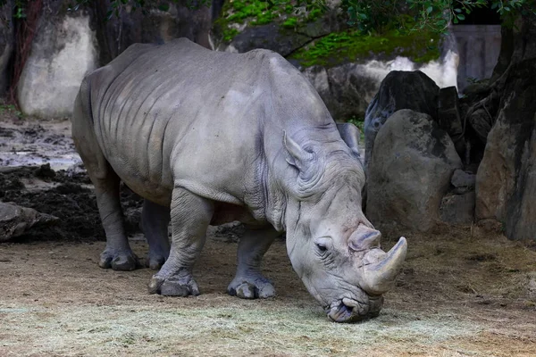Massive White Rhino Taipei Zoo Taipei Taiwan Stock Photo