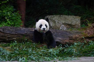 Taipei Tayvan 'da bambu yiyen dev panda.