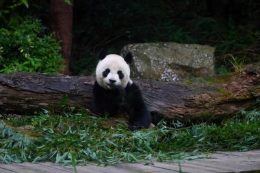 Taipei Tayvan 'da bambu yiyen dev panda.