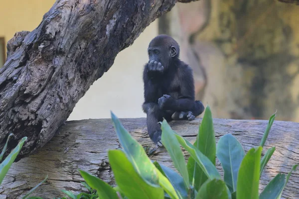 Keluarga Gorilla Kebun Binatang Taipei Taiwan — Stok Foto