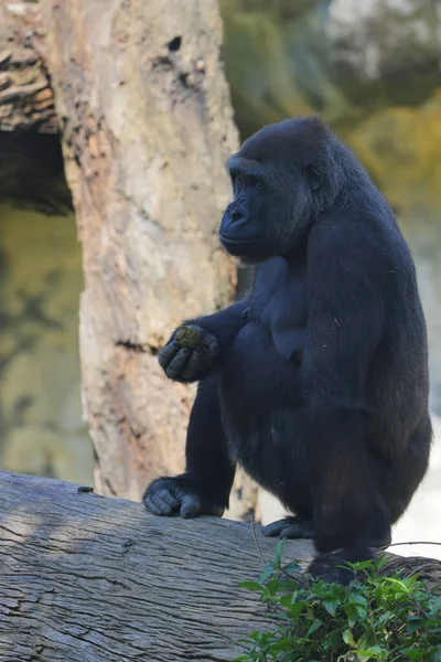 Keluarga Gorilla Kebun Binatang Taipei Taiwan — Stok Foto