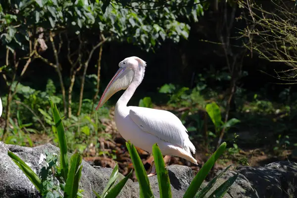台北動物園の白いペリカン 台湾の動物園 — ストック写真