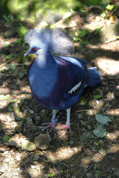Western Crowned Pigeon Blue Crowned Pigeon Goura Cristata Zoo Taipei — Stock Photo, Image