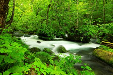 Oirase Nehri 'nin yaz yeşili renkleri Towada, Aomori, Japonya' da bulunur.