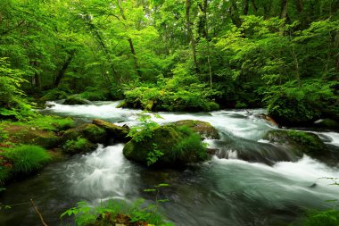 Oirase Nehri 'nin yaz yeşili renkleri Towada, Aomori, Japonya' da bulunur.