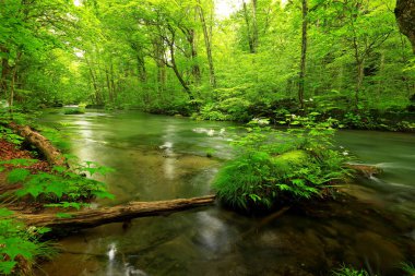 Oirase Nehri 'nin yaz yeşili renkleri Towada, Aomori, Japonya' da bulunur.