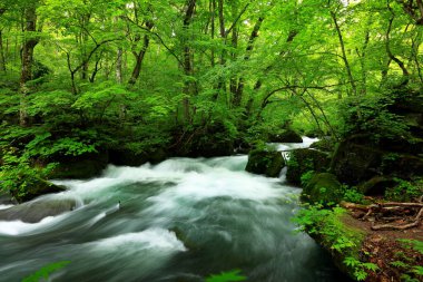 Oirase Nehri 'nin yaz yeşili renkleri Towada, Aomori, Japonya' da bulunur.