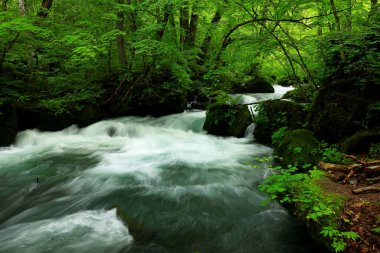 Oirase Nehri 'nin yaz yeşili renkleri Towada, Aomori, Japonya' da bulunur.