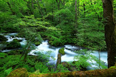 Oirase Nehri 'nin yaz yeşili renkleri Towada, Aomori, Japonya' da bulunur.