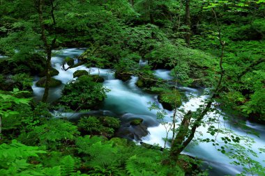 Oirase Nehri 'nin yaz yeşili renkleri Towada, Aomori, Japonya' da bulunur.