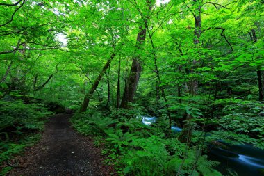Oirase Nehri 'nin yürüyüş yolları, Towada, Aomori, Japonya