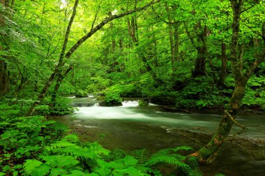 Oirase Nehri 'nin yaz yeşili renkleri Towada, Aomori, Japonya' da bulunur.
