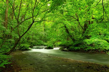 Oirase Nehri 'nin yaz yeşili renkleri Towada, Aomori, Japonya' da bulunur.
