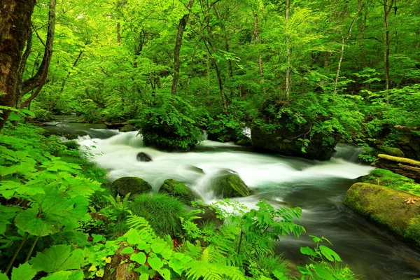 Nature forest river Stock Photos, Royalty Free Nature forest river