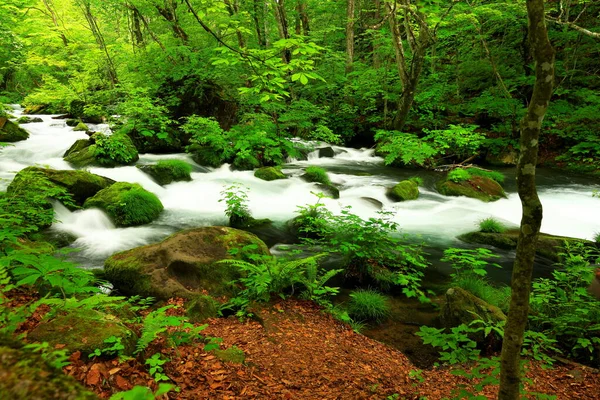 Verano Colores Verdes Del Río Oirase Ubicado Towada Aomori Japón —  Fotos de Stock