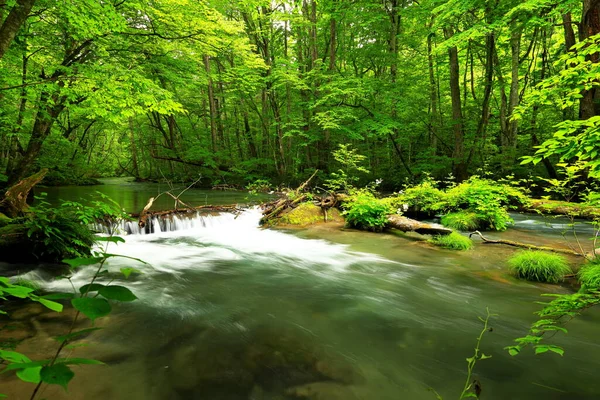 Verano Colores Verdes Del Río Oirase Ubicado Towada Aomori Japón —  Fotos de Stock