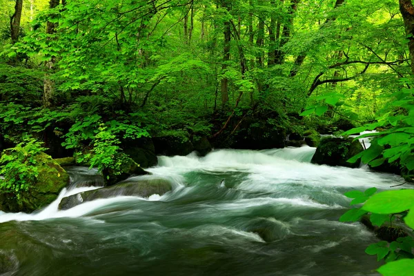 Verão Cores Verdes Rio Oirase Localizado Towada Aomori Japão — Fotografia de Stock
