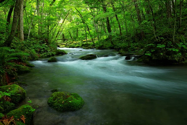 Καλοκαίρι Πράσινα Χρώματα Του Ποταμού Oirase Που Βρίσκεται Στο Towada — Φωτογραφία Αρχείου