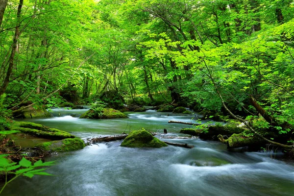 Verão Cores Verdes Rio Oirase Localizado Towada Aomori Japão — Fotografia de Stock