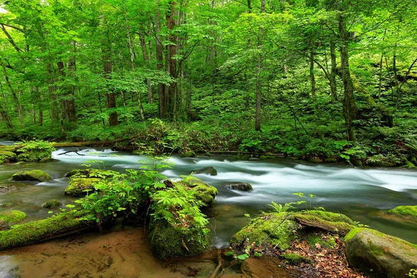 Літні Зелені Кольори Річки Ойрасе Розташовані Товаді Аоморі Японія — стокове фото