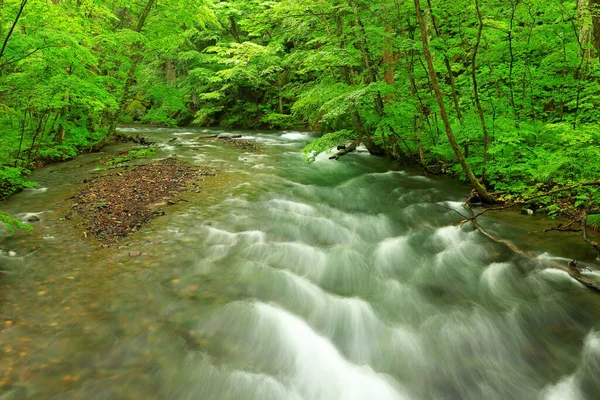 Літні Зелені Кольори Річки Ойрасе Розташовані Товаді Аоморі Японія — стокове фото