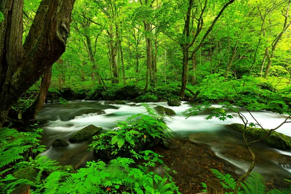 Letni Zielony Kolor Rzeki Oirase Położony Towada Aomori Japonia — Zdjęcie stockowe