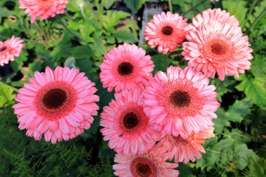 Gerbera bahçede papatyalar, fotoğrafın yakın çekimi.
