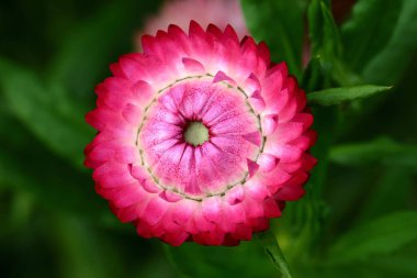 Helichrysum bracteatum saman çiçeği veya Everlasting, Asteraceae familyasından bir çiçek türü..