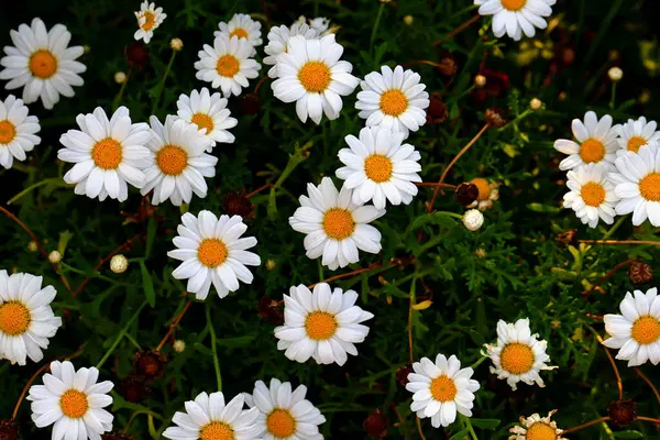 Daisies Garden Closeup Floral Background — Stock Photo, Image