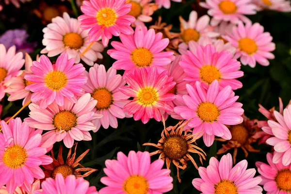 花园里的雏菊 植物背景 — 图库照片